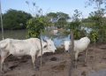 El sector pecuario necesita crecer para aumentar productividad: Víctor Villalobos - El Sol de México