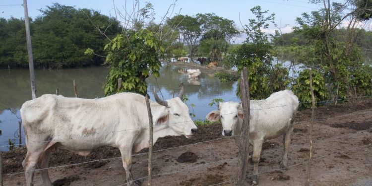 El sector pecuario necesita crecer para aumentar productividad: Víctor Villalobos - El Sol de México