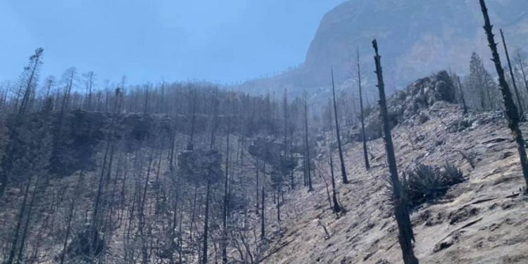 Emiten Declaratoria de Emergencia por incendios en Nuevo León