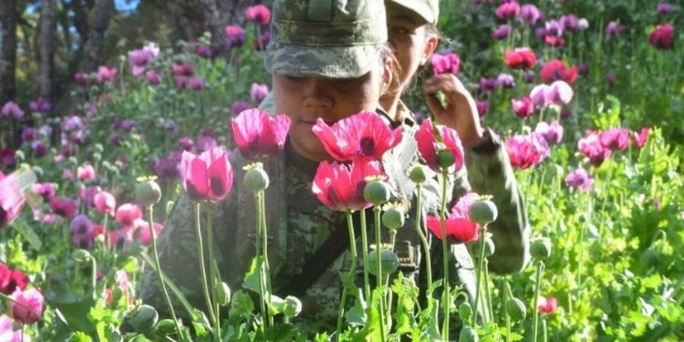 Fuerzas Armadas concentran el 99% de destrucción de amapola - El Sol de México