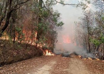 Incendio forestal en Aporo, Michoacán, acecha el hogar de la mariposa monarca - El Sol de México