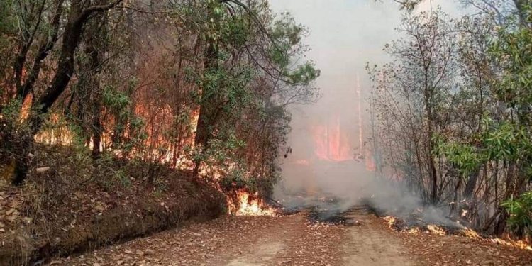 Incendio forestal en Aporo, Michoacán, acecha el hogar de la mariposa monarca - El Sol de México