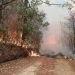Incendio forestal en Aporo, Michoacán, acecha el hogar de la mariposa monarca - El Sol de México