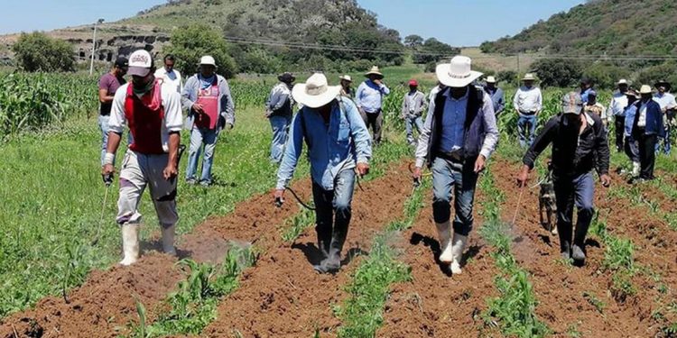 Inflación imparable en canasta básica e insumos agrícolas - El Sol de México