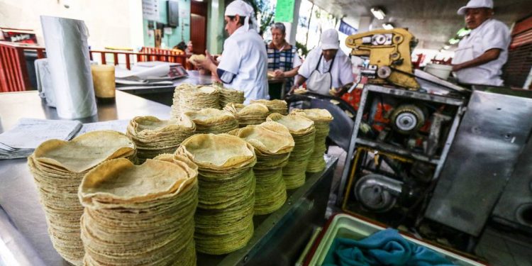 Maíz registra precios históricos en México - El Sol de México