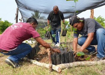 Mano de obra migrante sostiene a Sembrando Vida - El Sol de México
