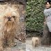 Maribel Guardia perfecta como siempre, pero la criticaron por el aspecto de su perrito