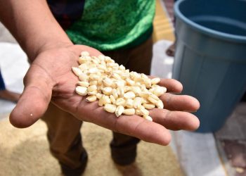 Organizaciones piden rectificar amparo a Monsanto para usar glifosato y maíz transgénico - El Sol de México