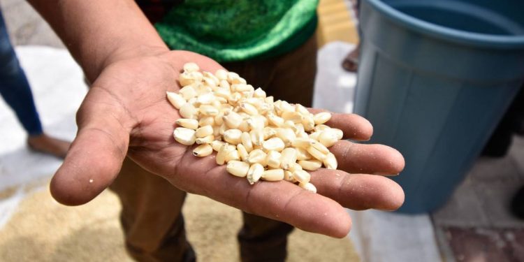Organizaciones piden rectificar amparo a Monsanto para usar glifosato y maíz transgénico - El Sol de México