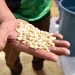 Organizaciones piden rectificar amparo a Monsanto para usar glifosato y maíz transgénico - El Sol de México