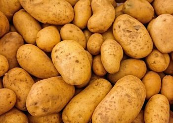 Papa de EU pone en riesgo cultivos mexicanos - El Sol de México