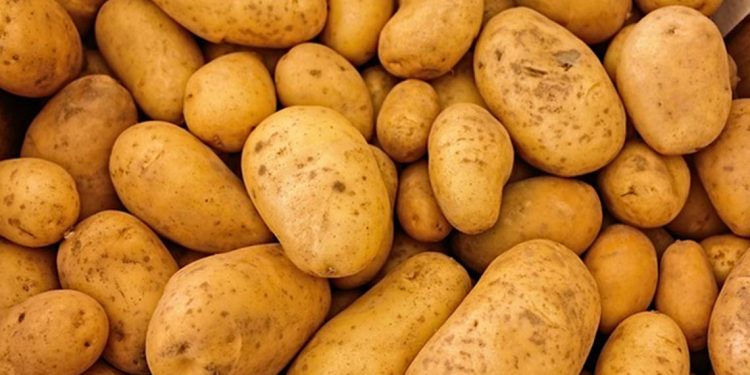 Papa de EU pone en riesgo cultivos mexicanos - El Sol de México