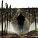 Por caro y tóxico, pequeños productores se alejan del glifosato - El Sol de México