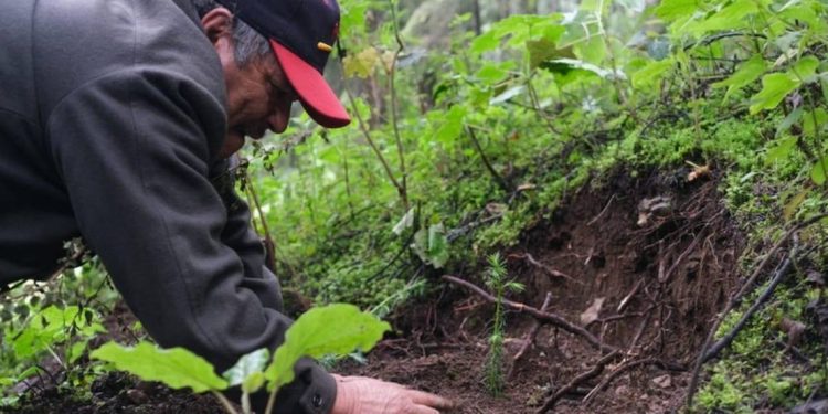 Reforestar Centroamérica, la propuesta de México en cumbre climática - El Sol de México