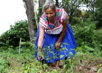 Sembrando Vida margina a las mujeres - El Sol de México
