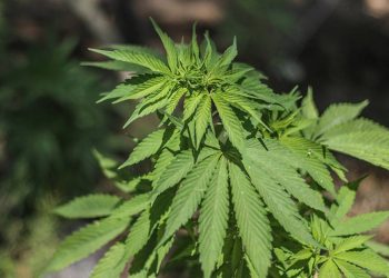 Senado no descarta solicitar a la Corte un nuevo plazo para regular cannabis - El Sol de México