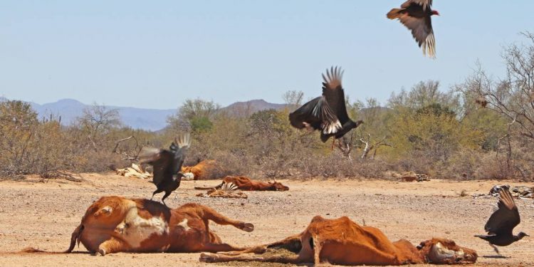 Sequía aniquila 300 mil cabezas de ganado bovino en Sonora - El Sol de México