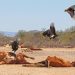 Sequía aniquila 300 mil cabezas de ganado bovino en Sonora - El Sol de México