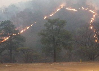 Sólo queda un frente por combatir en el Bosque de la Primavera