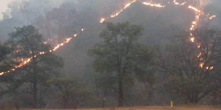 Sólo queda un frente por combatir en el Bosque de la Primavera