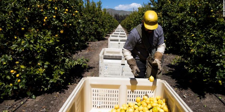 México pide a EE.UU. que cumpla leyes laborales a favor de trabajadores agrícolas