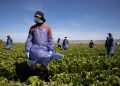 Trabajador agrícola temporal H-2A