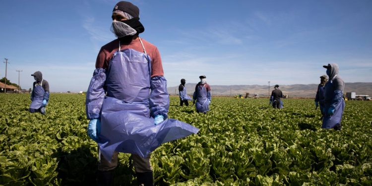 Trabajador agrícola temporal H-2A