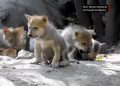Lobos en peligro de extinción nacen en Ciudad de México