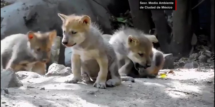Lobos en peligro de extinción nacen en Ciudad de México