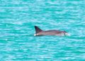 México emite nuevas medidas para proteger a la vaquita marina