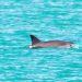 México emite nuevas medidas para proteger a la vaquita marina