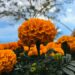 Cosecharon más de 1 millón de flores de cempasúchil en Xochimilco y Tláhuac