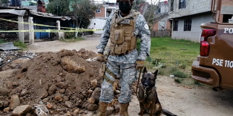 Así ayudan perros de México a evitar el huachicol