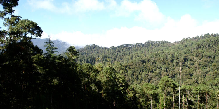 Lucharon por recuperar el bosque y lo lograron. Ahora son sus guardianes