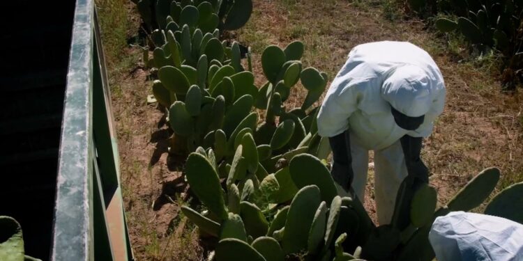 Mexicanos crean imitación de piel animal a base de nopal
