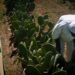 Mexicanos crean imitación de piel animal a base de nopal
