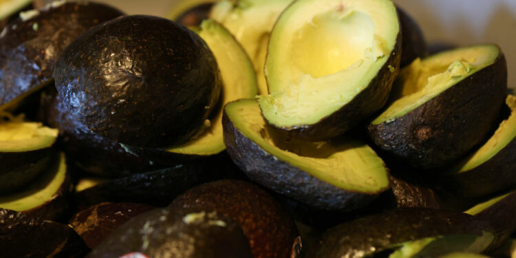 Se reanudan las exportaciones de aguacate de Michoacán a EE.UU.