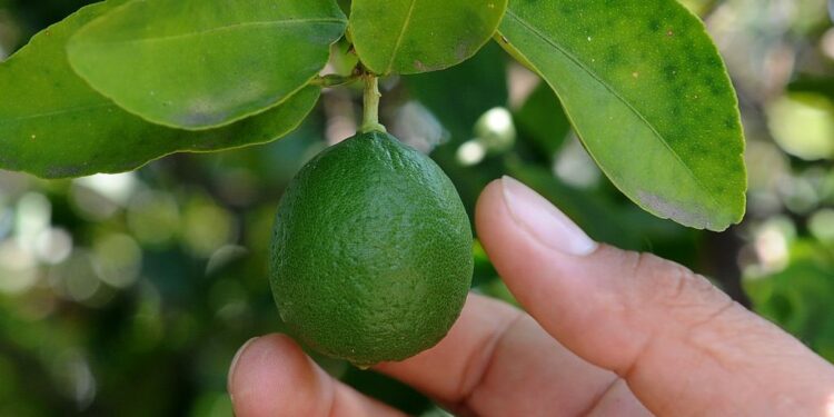 el precio por kilo ha aumentado 857% desde 1998