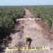 Mira cómo inmovilizan máquinas que construyen el Tren Maya