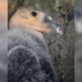 Nace bebé cóndor en el Zoológico de Chapultepec