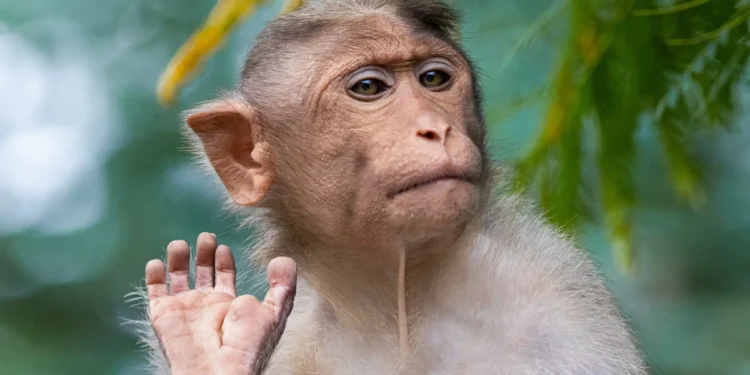 México registra cinco casos de viruela de mono