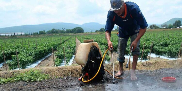 Persisten violaciones a derechos laborales de 60 mil jornaleros del Valle de San Quintín