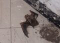 En el Metro rescatan a un murciélago herido