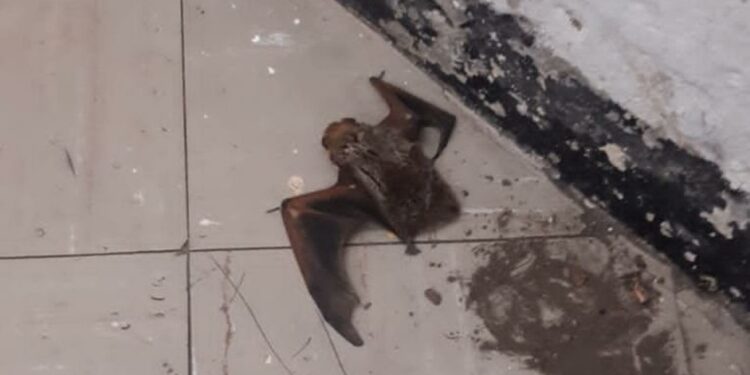 En el Metro rescatan a un murciélago herido