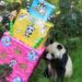 La panda gigante más longeva de México murió a los 35 años