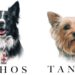 Sentencia de 10 años por la muerte de los perros rescatistas Athos y Tango