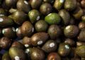 El exitoso “crossover” del aguacate mexicano al mercado estadounidense