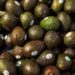El exitoso “crossover” del aguacate mexicano al mercado estadounidense