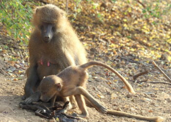 ¿Por qué algunas primates siguen llevando a su cría muerta? | Ciencia