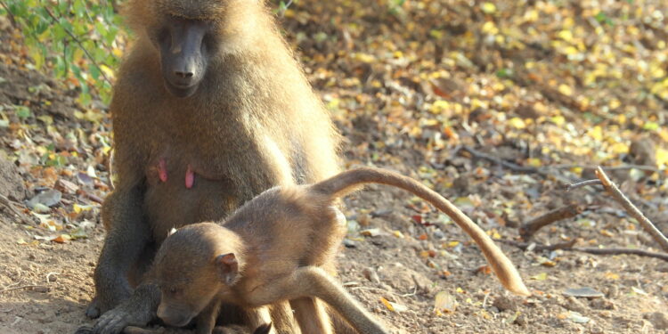 ¿Por qué algunas primates siguen llevando a su cría muerta? | Ciencia